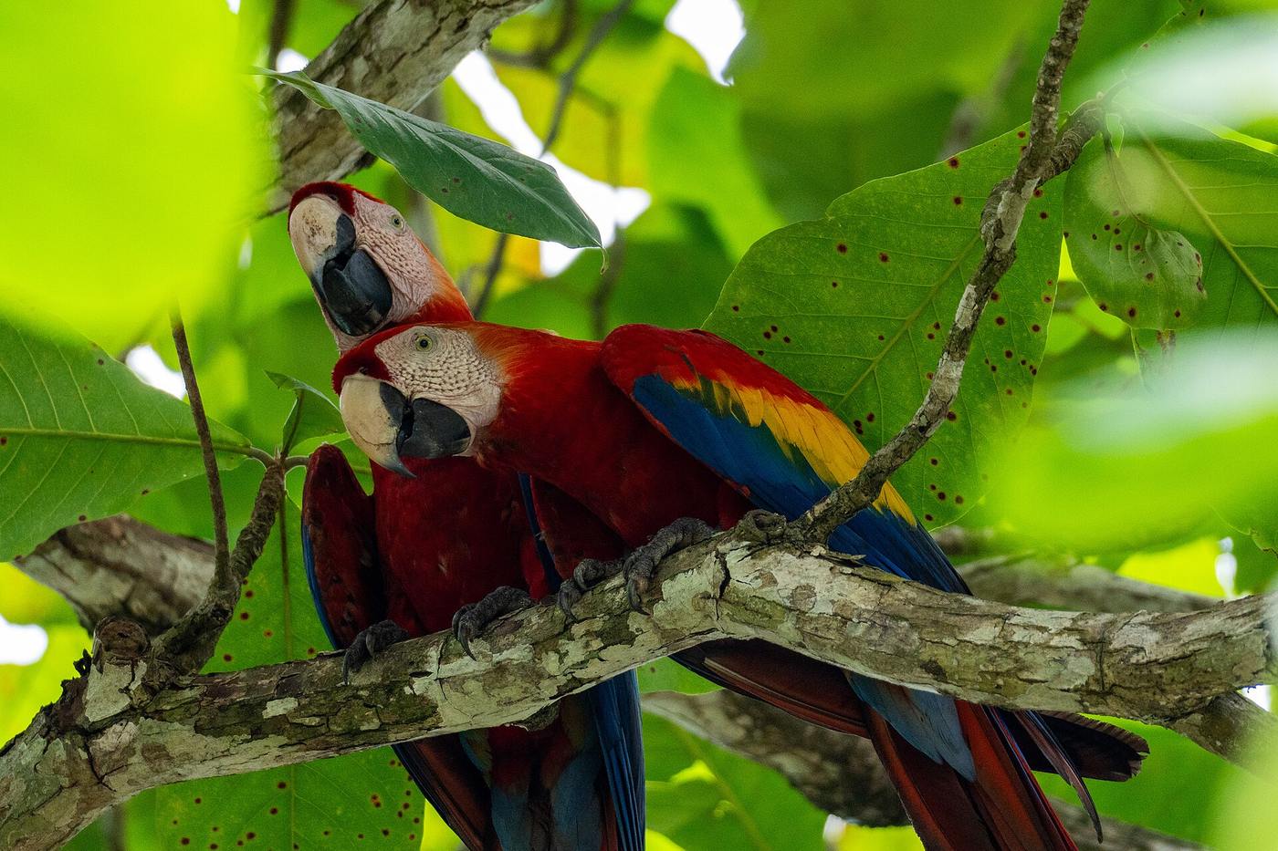 Pair of scarlet macaws perched together on a branch in Costa Rican forest