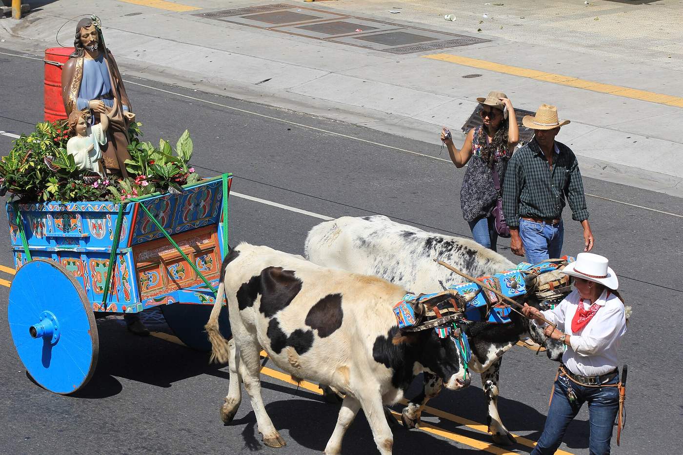 Boyera leads decorated oxen pulling a painted oxcart with a saint's image in a parade