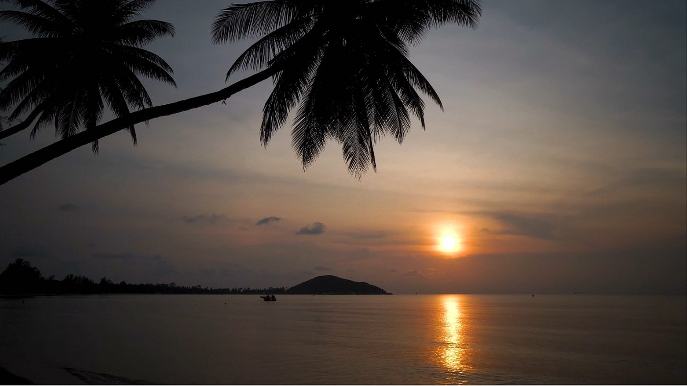 Silhouetted palm fronds framing a quiet golden sunset over a calm tropical bay