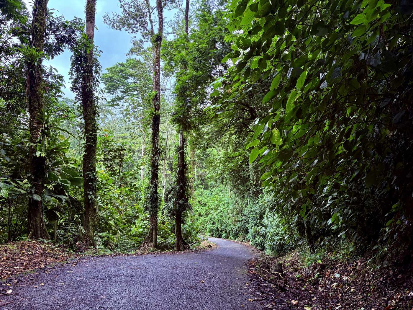 Rain-washed road curving through lush green Costa Rican rainforest in green season