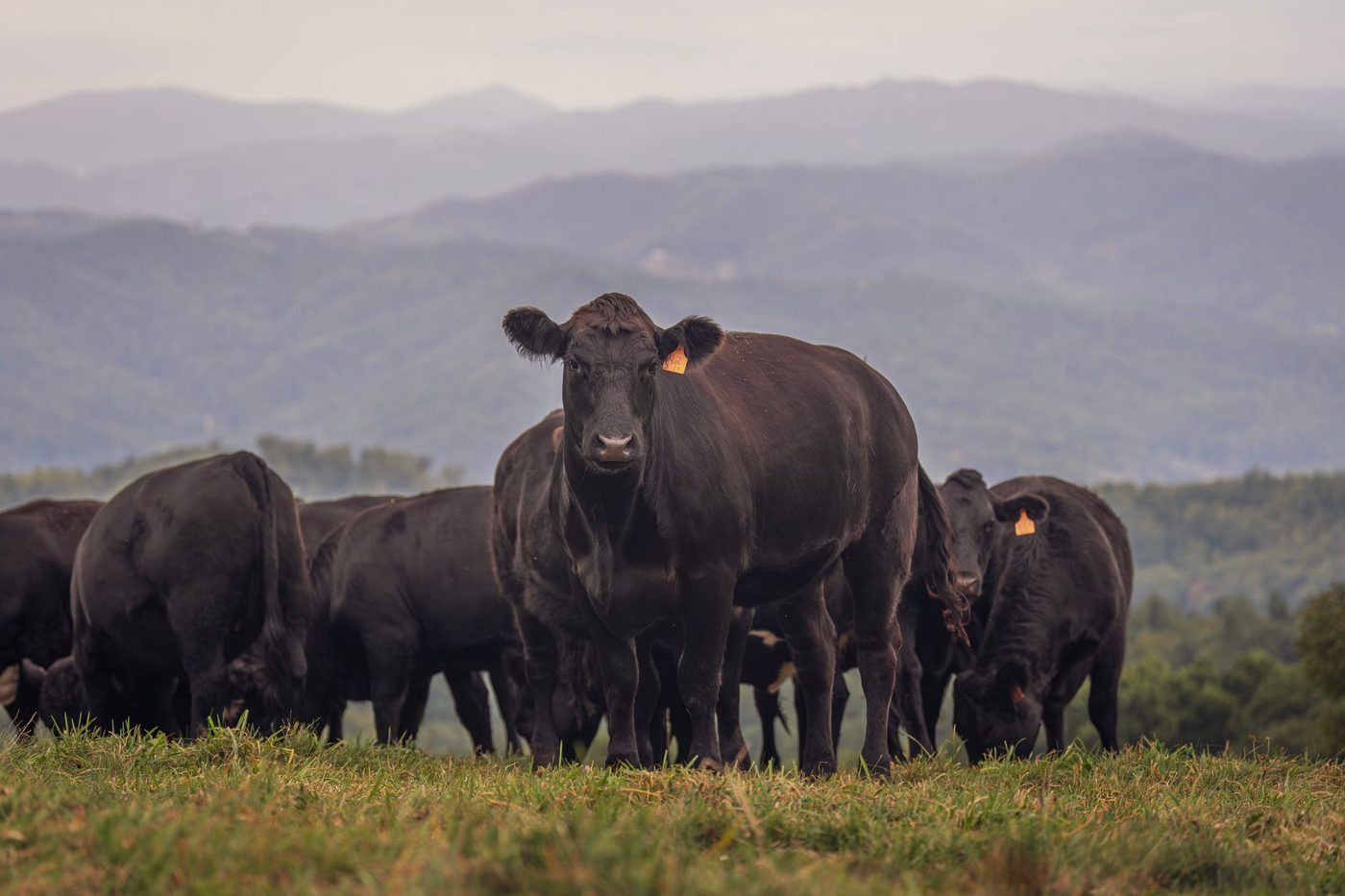 Herd of black cattle grazing on a grassy hillside beneath layered mountain ridges