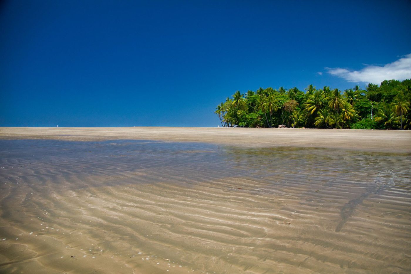 Empty sunny tropical beach at low tide with a palm-covered point under blue sky