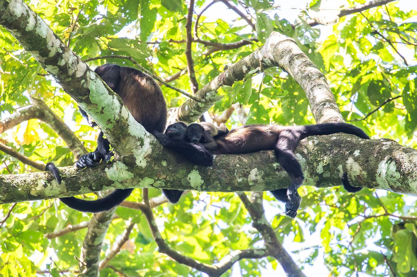 Mantled howler monkey troop with baby resting on a leafy branch in Costa Rica