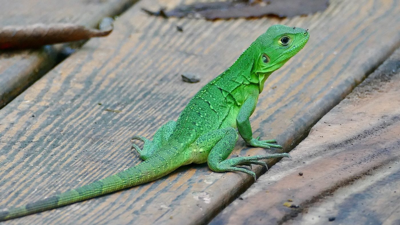 Bright green juvenile spiny-tailed iguana sunning on a wooden deck in Guanacaste