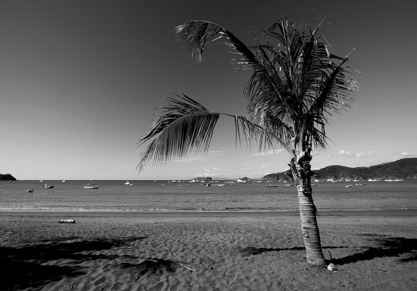 Palm tree on Playas del Coco beach with fishing boats moored in the calm bay
