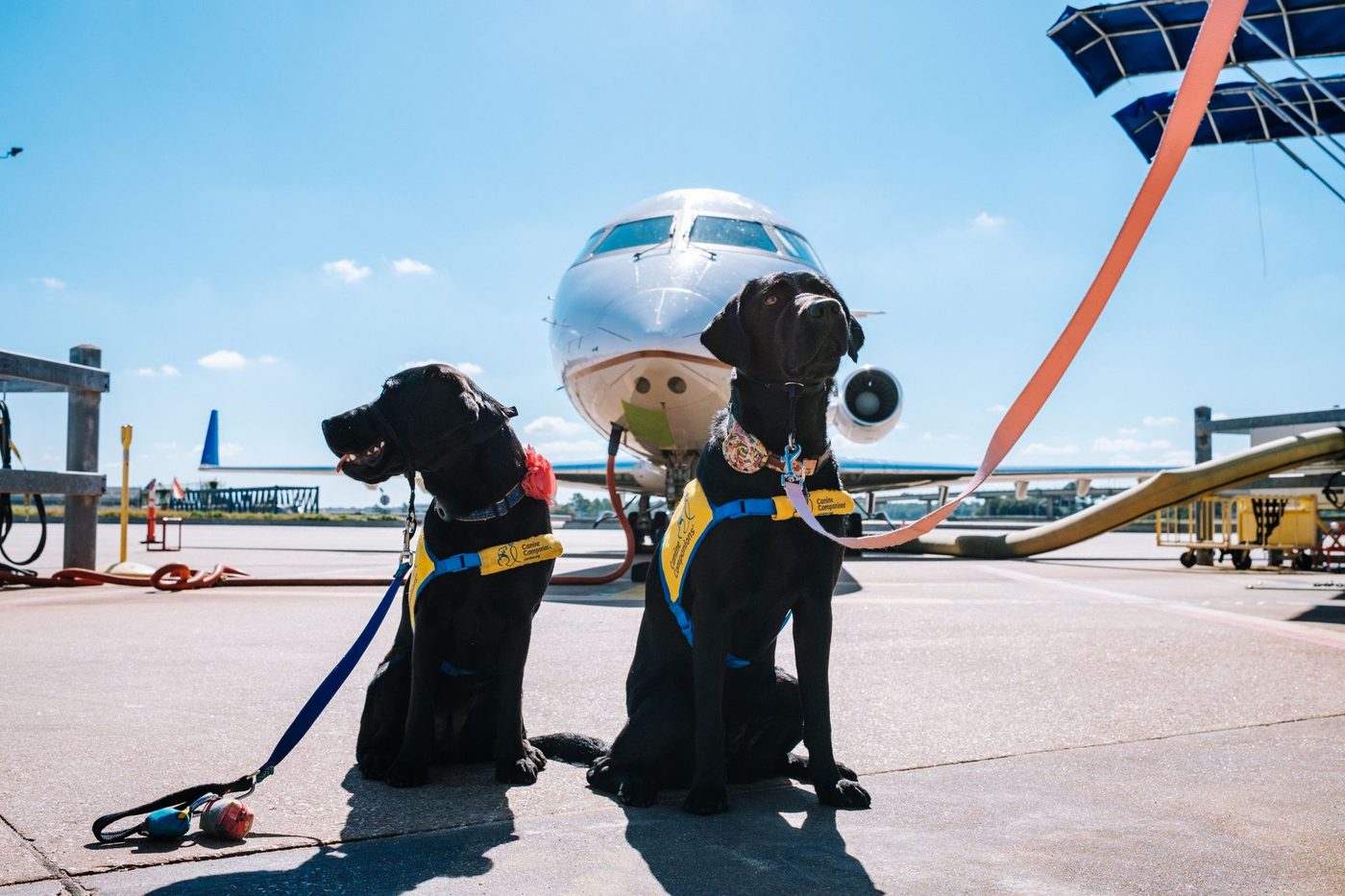 Two Labrador service dogs in travel vests standing on tarmac beside a passenger airplane