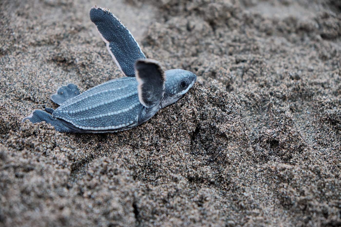 Playa Grande and the Leatherback Turtles
