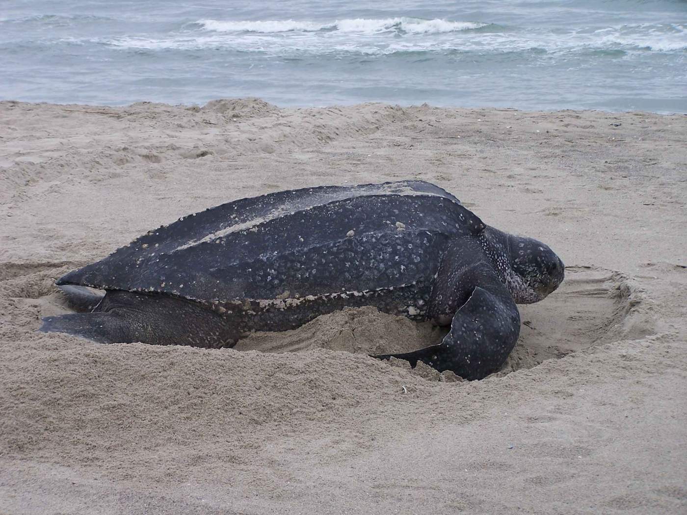 Leatherback sea turtle digging a nest in the sand at night