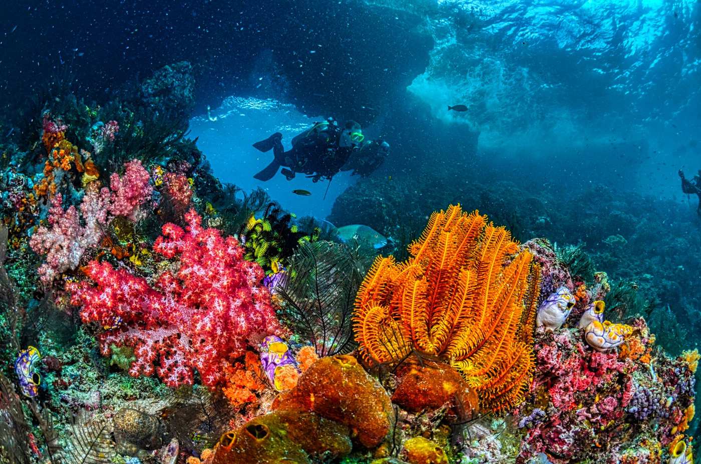 Scuba divers swimming over a vivid, colorful coral reef underwater
