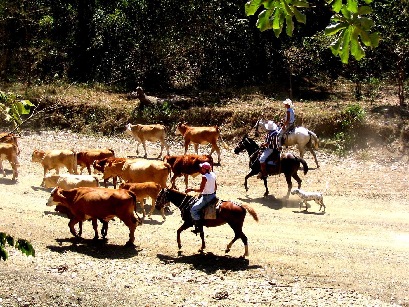 Sabanero Culture: Guanacaste's Cowboy Heritage