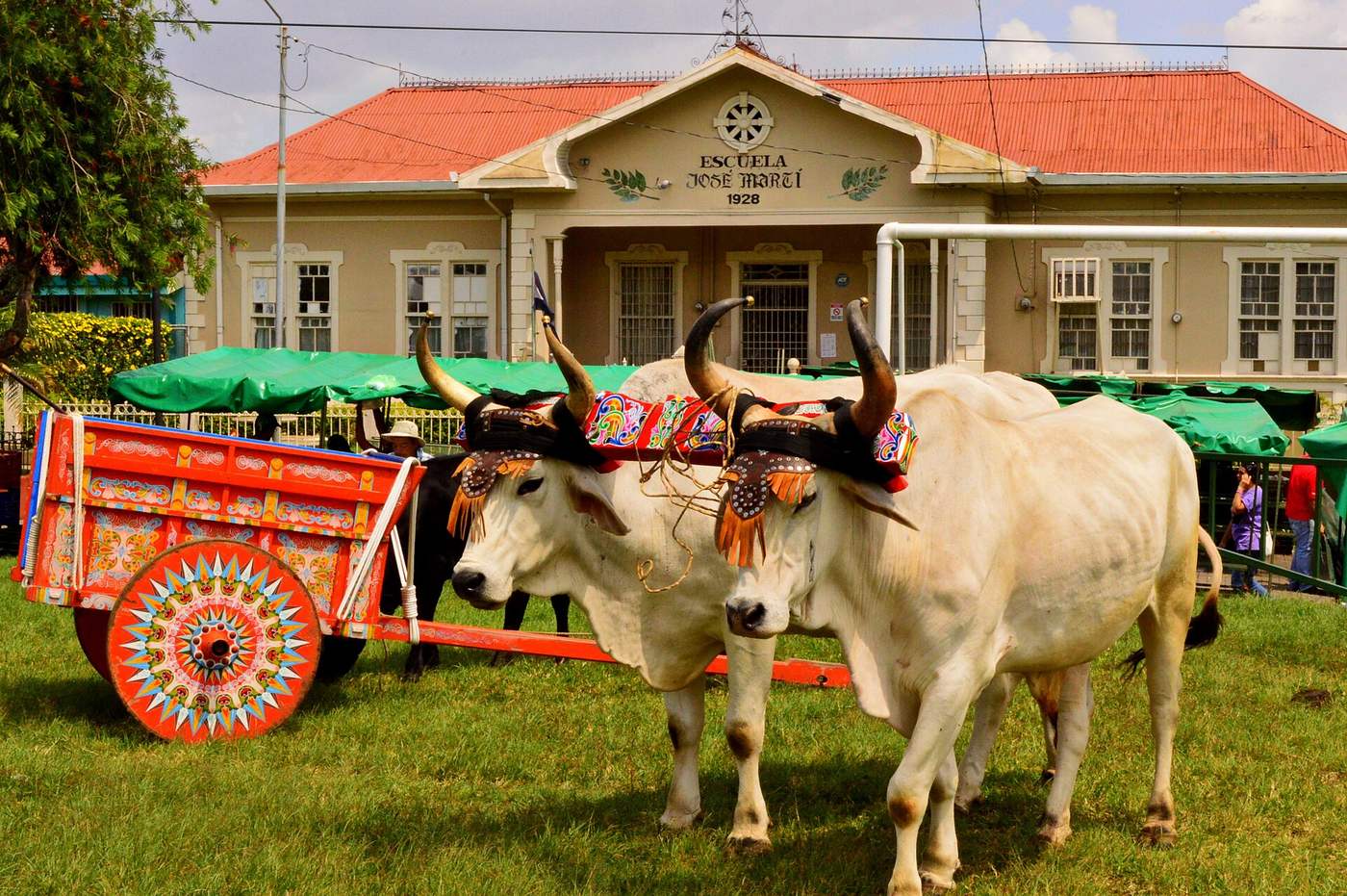 Boyeros leading oxen and a brightly painted oxcart in a Costa Rican parade
