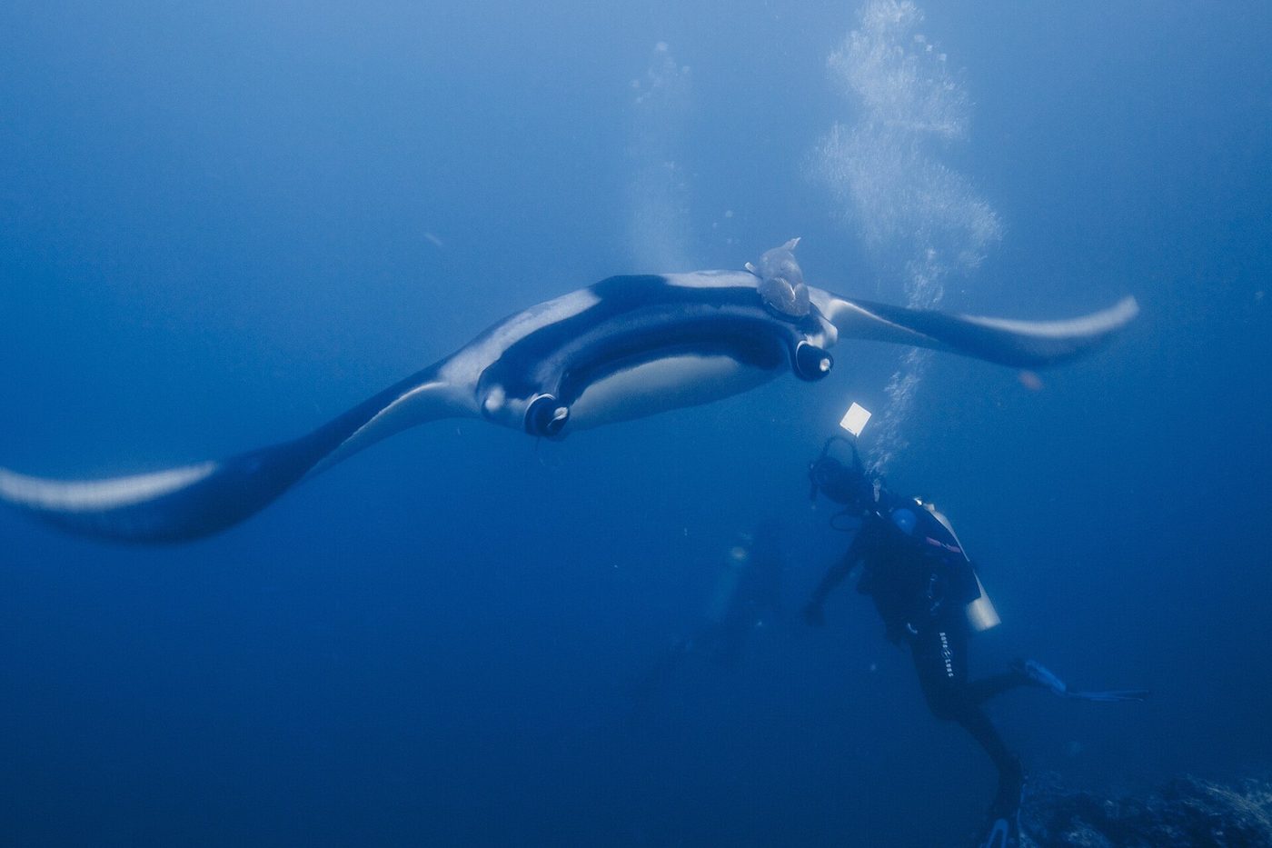 Giant oceanic manta ray gliding above a scuba diver in blue Pacific water