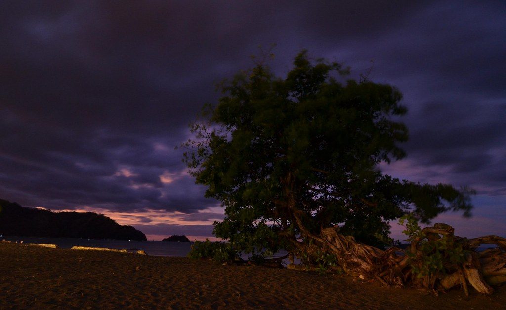 Beachfront almond tree at Playas del Coco under a deep violet dusk sky