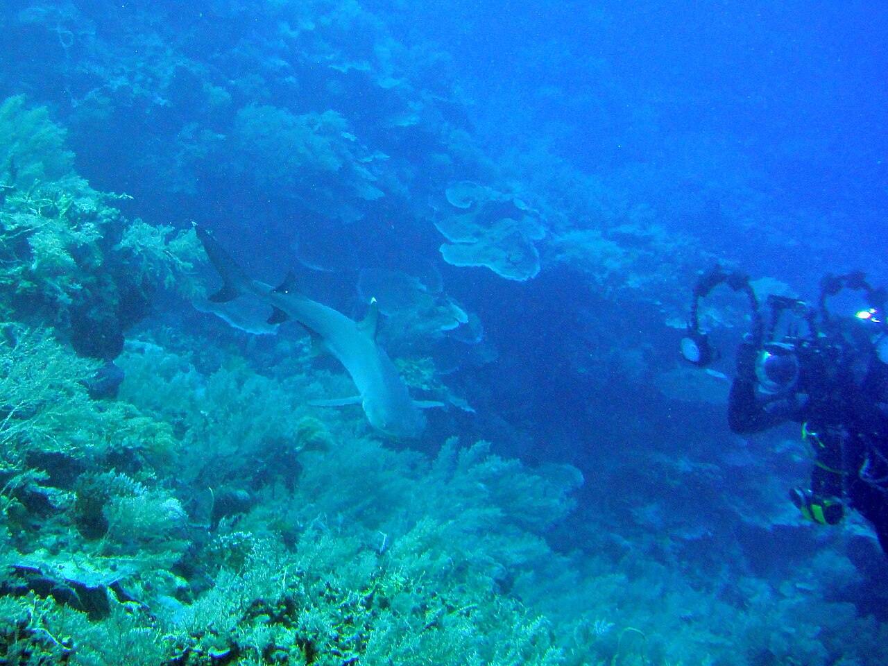 The Catalinas Islands: Guanacaste's Best Diving