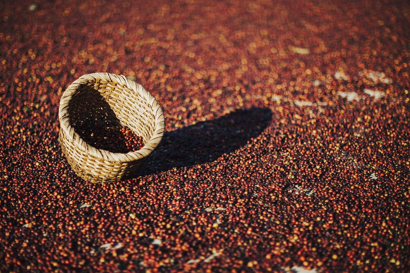 Basket of freshly picked red coffee cherries from a Costa Rica harvest