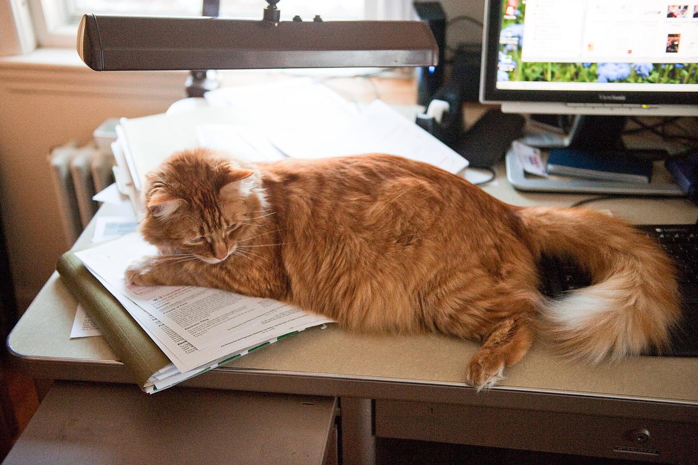 House cat sitting on printed US tax forms on a home office desk