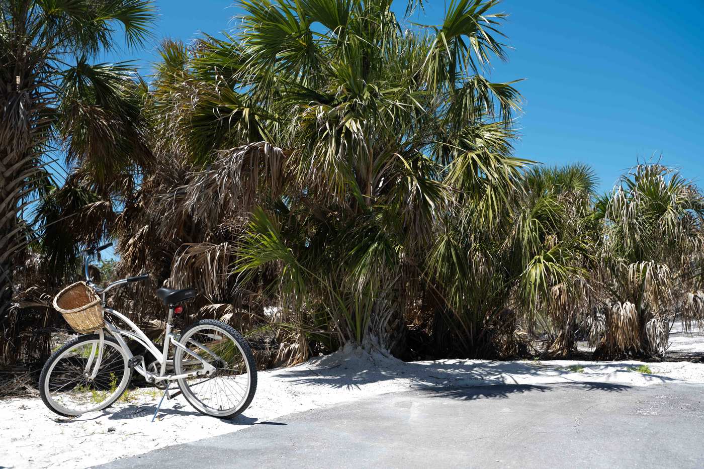 White cruiser bicycle with a basket parked on a sandy tropical path beside palm trees