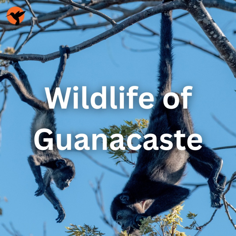 Wildlife of Guanacaste