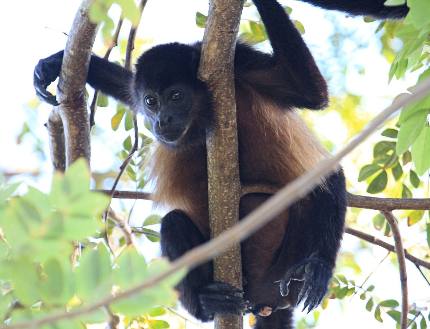 Mantled howler monkey resting on a branch in a Costa Rica forest