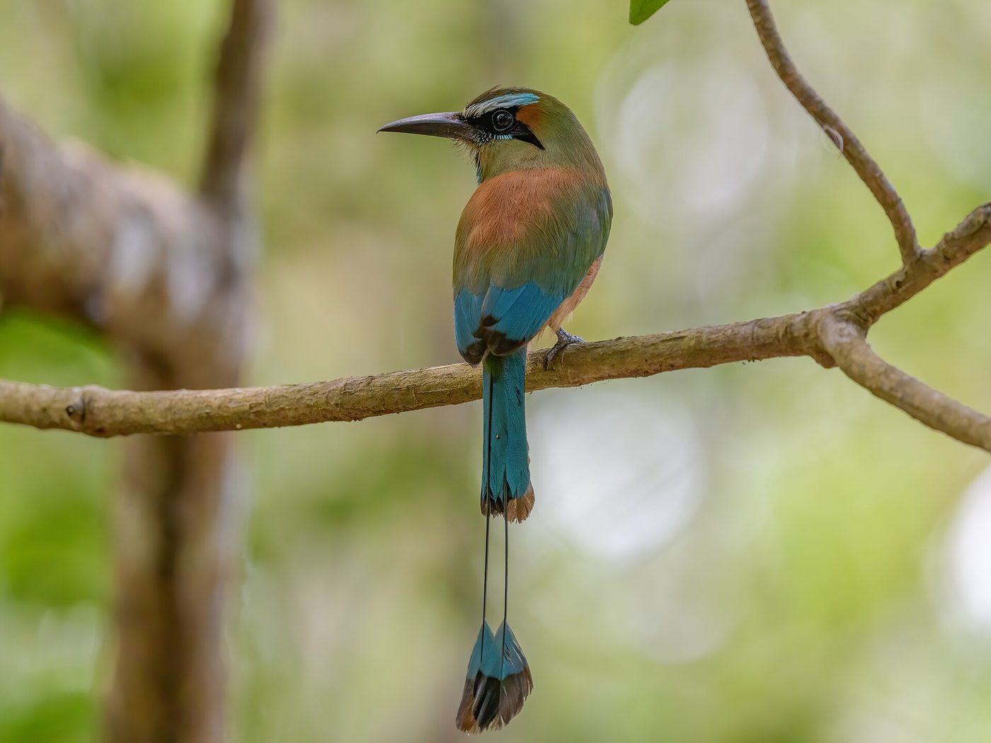 Turquoise-browed motmot perched on a branch showing its long pendulum tail