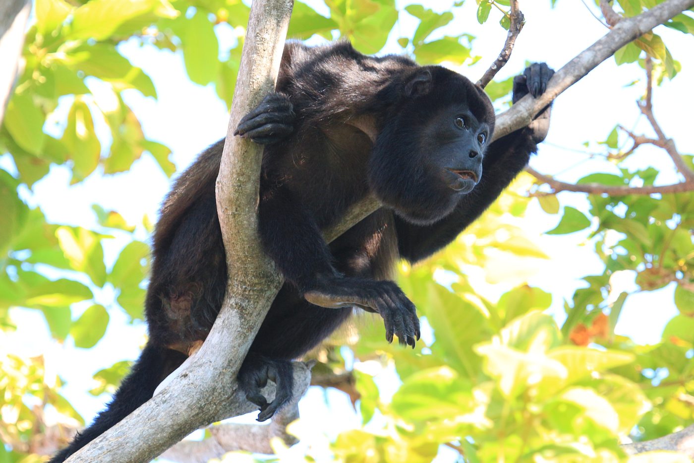 Mantled howler monkey resting on a branch in the trees of Guanacaste, Costa Rica