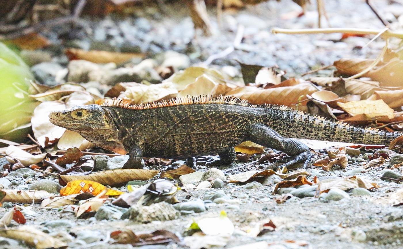 Black spiny-tailed iguana warming itself on the ground in Costa Rica
